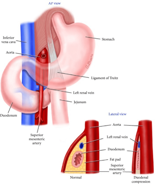 SMAS Anatomy SMAS Anatomy
